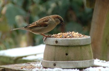 what do sparrows eat