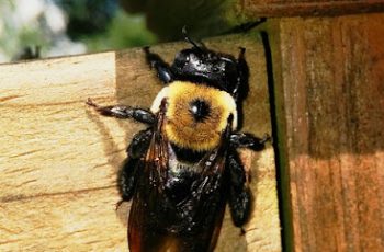 how to get rid of carpenter bees