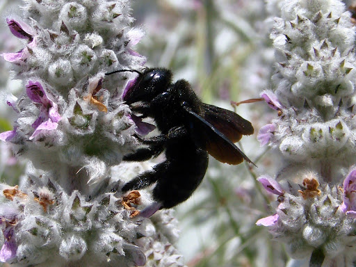 All that You Should Know about How to Get Rid of Carpenter Bees
