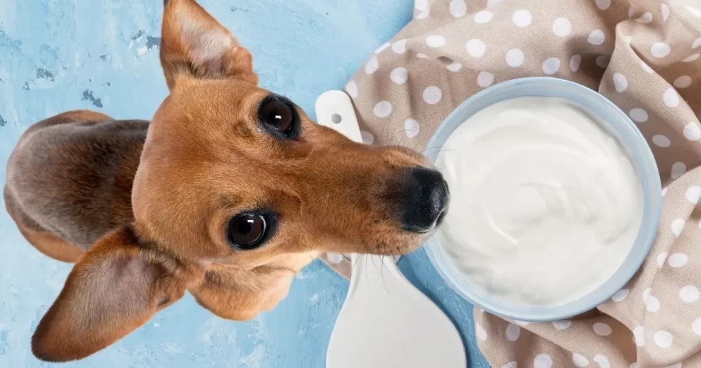 can dogs eat sour cream
