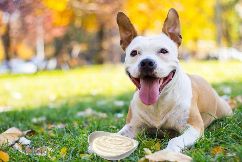 benefits of sour cream for pets
